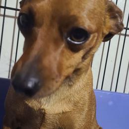 Sissy - Miniature Pinscher