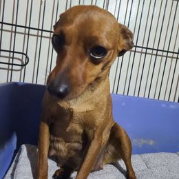 Sissy - Miniature Pinscher