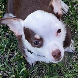 Nacho - Chocolate and white male Chihuahua puppy in Palm Coast, Florida from Fiesta Pups