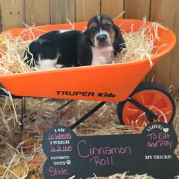 Cinnamon Roll - Black white and brown female Basset Hound puppy in Dover, Arkansas from S&S American Bassets