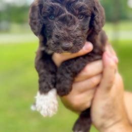 Lake - Brown and white male Aussiedoodle puppy in Claremont, North Carolina from Magnolia Grove Farms