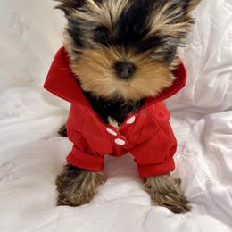 Yorkshire Terrier puppies from 🎀 Yorkies Boutique Babydolls 🎀