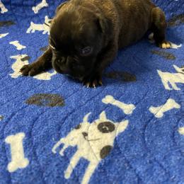 Girl 2 - female Boxer puppy in Custer, South Dakota from Tracy's Boxers