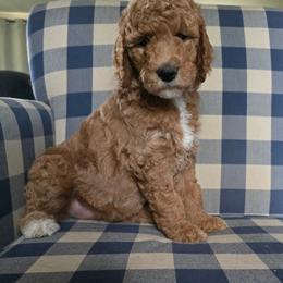 Zoe - Red  female Goldendoodle puppy in Galt, Missouri from Only Doodles!