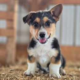 Smooch - Black and tan male Pembroke Welsh Corgi puppy in Briggsdale, Colorado from Lovebird Corgis