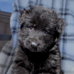 Hira - Black female German Shepherd puppy in Garland, Maine from Vom Schön Traumhund