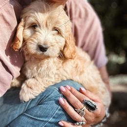 Jam - Yellow and white female Bernedoodle puppy in Shingle Springs, California from Kindred Oak Goldendoodles