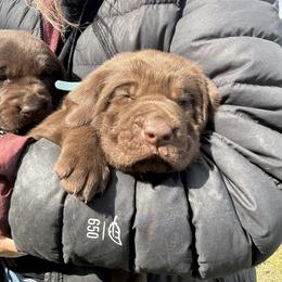 Labrador Retriever Puppies from Sleepy Hound Farm