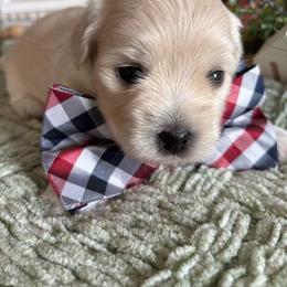 Peeps - White male Coton de Tulear puppy in Freeport, Texas from H❤️PE COTONS