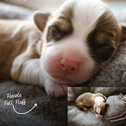Hannah - Sable female Pembroke Welsh Corgi puppy in South Otselic, New York from Ridge Top Corgis