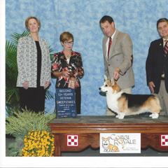 Pembroke Welsh Corgi All Grown Up from Foxwood Corgis