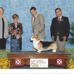 Pembroke Welsh Corgi All Grown Up from Foxwood Corgis