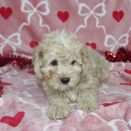 Lance - Apricot male Goldendoodle puppy in Tuscola, Illinois from Dream on puppies