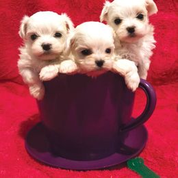 Maltese Puppies from Oak Grove Maltese