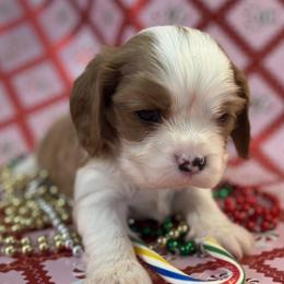 Pickles - Blenheim male Cavalier King Charles Spaniel puppy in Kidder, South Dakota from Continental Cavaliers