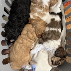 Cavachon Puppies from Cute, Colorado Cavachons
