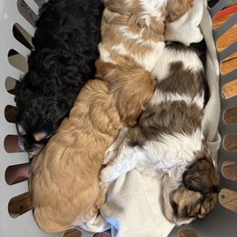 Cavachon Puppies from Cute, Colorado Cavachons