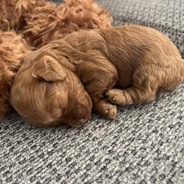 Female - Red  female Goldendoodle puppy in Jurupa Valley, California from gucci_bentleys_goldendoodles