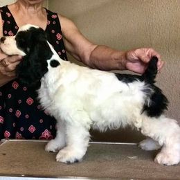 Cocker Spaniel Puppies from Willwyn Cockers