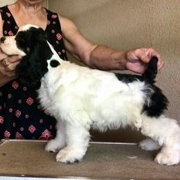 Cocker Spaniel Puppies from Willwyn Cockers