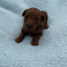 Boy 4 - male Goldendoodle puppy in Kansas City, Kansas from Bella & Ivy’s Mini Goldendoodles of KC