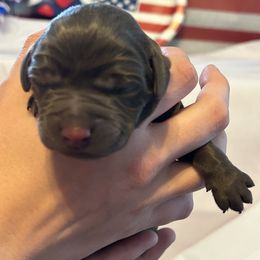 Bernedoodle and Labrador Retriever Puppies from MarmeDuke Doodles