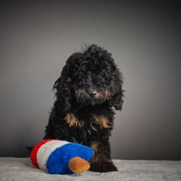 Captain America - Phantom male Poodle puppy in Caldwell, Idaho from Boise Doodle Co.