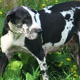Harley - Great Dane