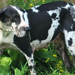 Harley - Great Dane