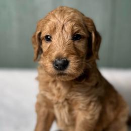 Lloyd - Apricot male Goldendoodle puppy in Osage City, Kansas from Golden Ridge Goldens