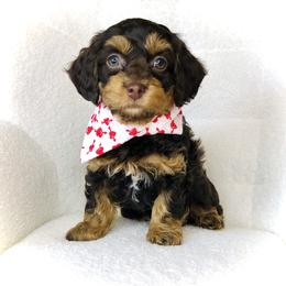Bright - Brown and tan male Cockapoo puppy in Hermiston, Oregon from Columbia River Cockapoos