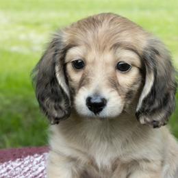 Cher - Cream female Dachshund puppy in Boswell, Indiana from Golden Moose Homestead
