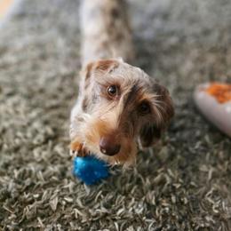 Brynlie - Dachshund