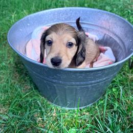 Sprout - Cream male Dachshund puppy in Crossville, Tennessee from Golden Mini Farm