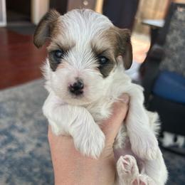 Brown White Parti Female (3 Spots) - Parti female Yorkipoo puppy in Topeka, Kansas from Bayless Yorkiepoos