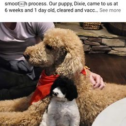 Goldendoodle and Poodle Puppies from Elizabeth Rocha's Doodles