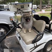 Keeshond Puppies from Peregrine Keeshond