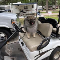 Keeshond Puppies from Peregrine Keeshond