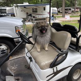 Keeshond Puppies from Peregrine Keeshond