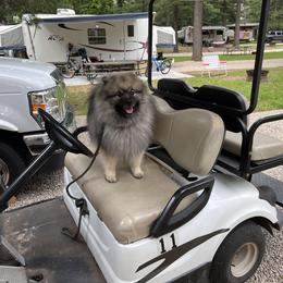 Keeshond Puppies from Peregrine Keeshond