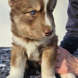 Arthur - Red and white male Siberian Husky puppy in Louisville, Kentucky from Wild Hunt Huskies