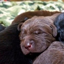 Labrador Retriever Puppies from Cove Labradors