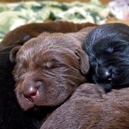 Labrador Retriever Puppies from Cove Labradors