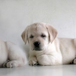 Labrador Retriever Puppies from Barefoot Labradors