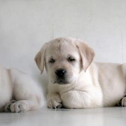 Labrador Retriever Puppies from Barefoot Labradors