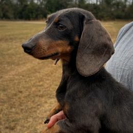 Stormi - Dachshund