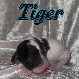 Tiger - Parti male Poodle puppy in Saint Cloud, Florida from Rising Star Kennels