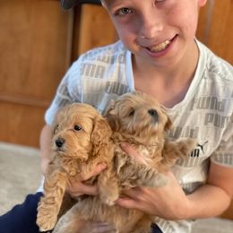 Maltipoo Puppies from Piper N Penny