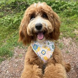 Maple - Goldendoodle