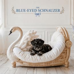 Luna - Black and silver female Miniature Schnauzer puppy in Winter Haven, Florida from The Blue Eyed Schnauzer